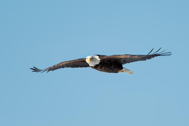 A bald eagle close up flying with a blue sky background
