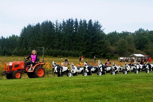 Tractor pulling cow rides at Critz Farms Harvest Festival In Syracuse, NY