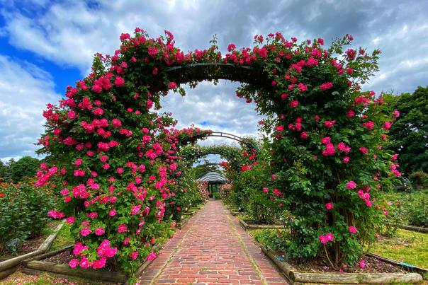 Flowering archway with roses at E.M. Mills Rose Garden at Thornden Park