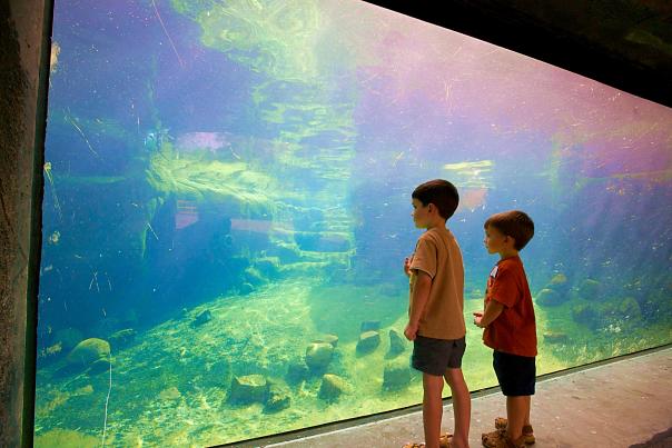 Two Young Children Look at Penguins SwimmingThrough Glass Wall