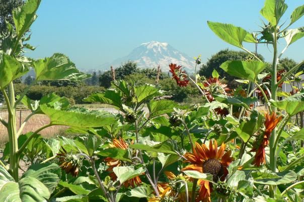 View of Mt. Rainier from Sumner