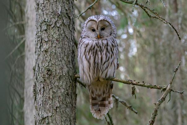 owl bird watching Pierce County