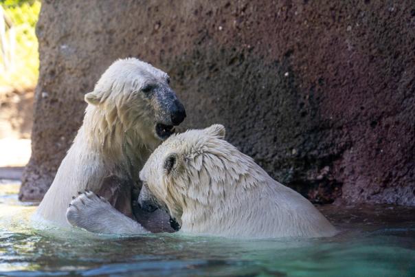 Point Defiance Zoo & Aquarium Polar Bears