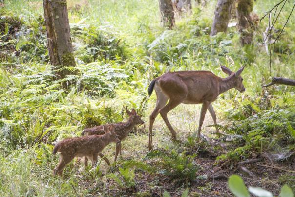 Keeper Adventure at Northwest Trek Wildlife Park