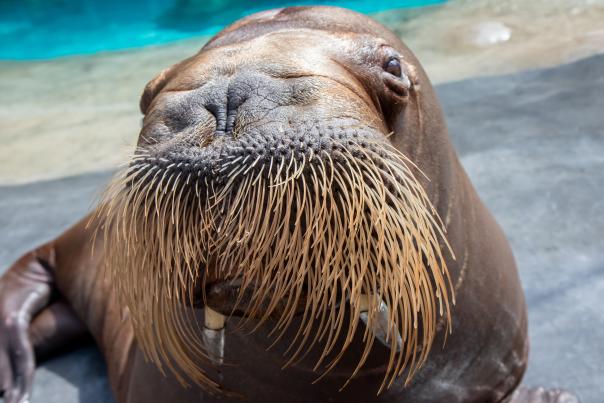 Orphaned walruses at Point Defiance Zoo and Aquarium in Tacoma