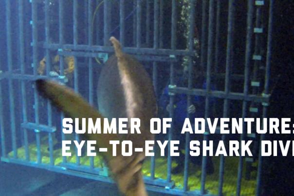 Eye to Eye Shark Dive
