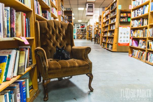 A black cat takes a rest Kings Books in Stadium District