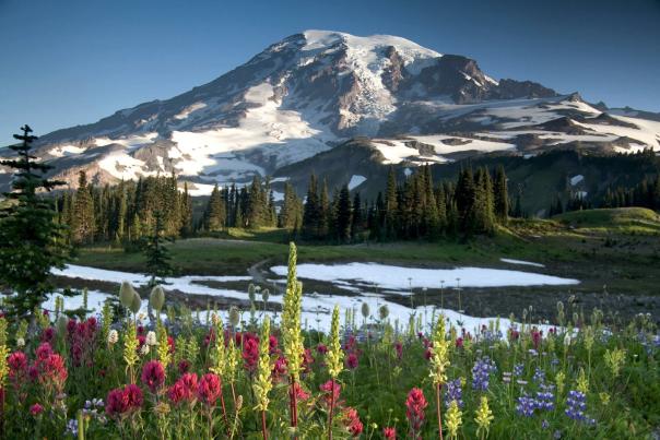 Snow capped mountain with coloful flowers