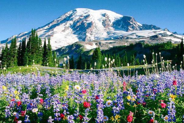 Wildflowers at Paradise at Mount Rainier