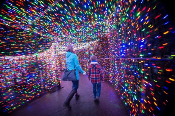 zoolights