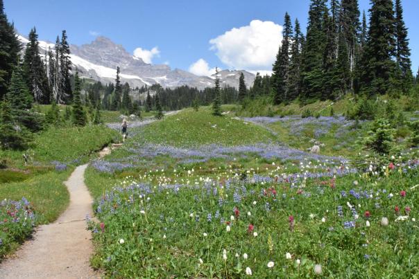 paradise wildflowers hike