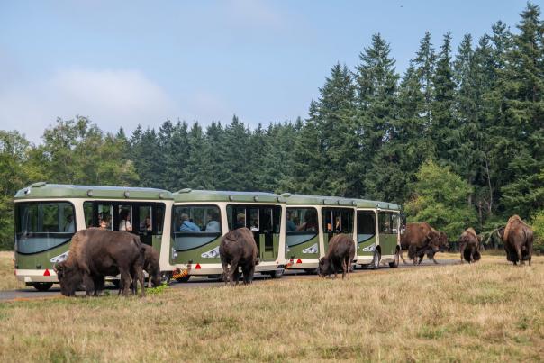 northwest trek