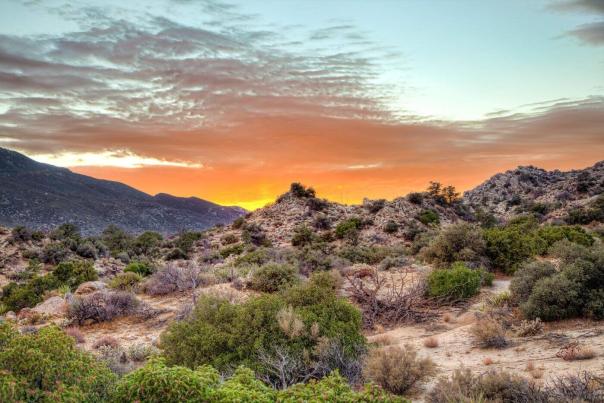 A desert landscape at sunset, with shrubs and rocks in the foreground
