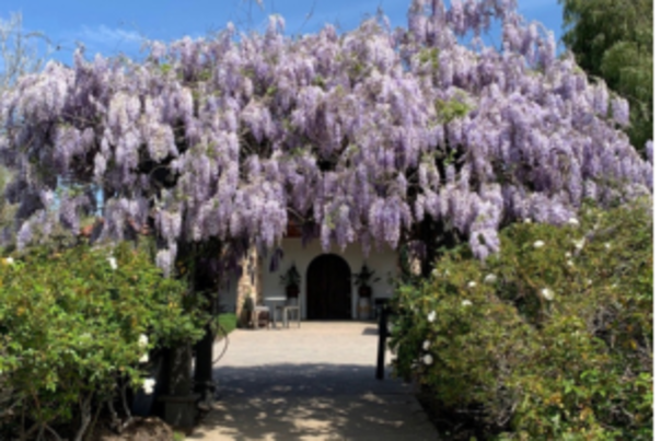 Wisteria archway
