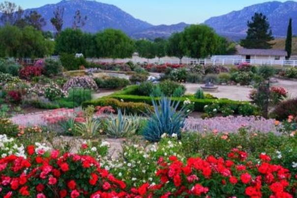 Rose Haven Heritage Garden