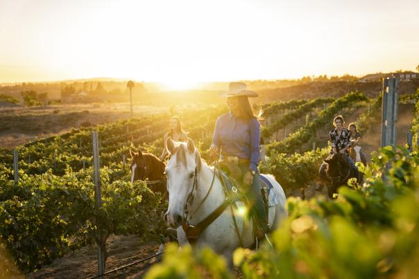 A woman rides a horse through the vineyards at sunset