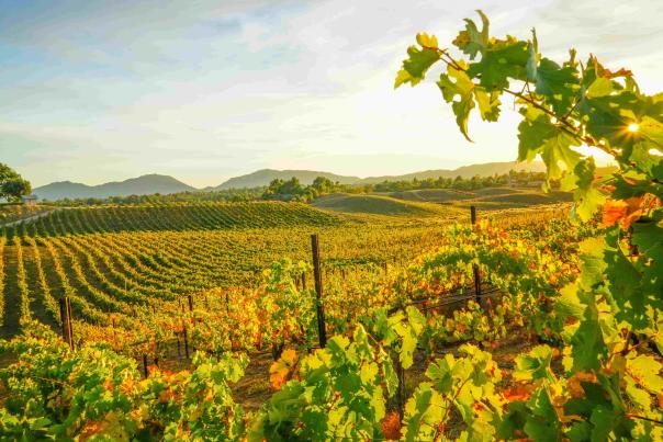 Lanscape of the rolling green hills at Callaway Winery vineyards, Late Autumn