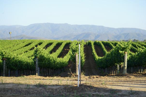 Landscape photograph of a vineyard
