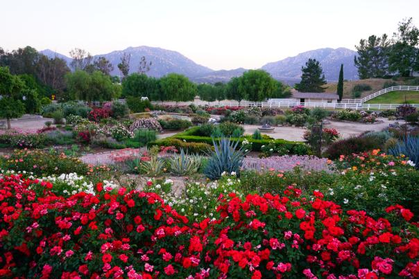 Landscape view of the heritage rose garden, with assorted flowers in full bloom and the hills in the background, daytime