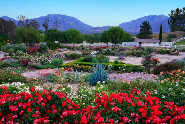 Rose Haven Heritage Garden