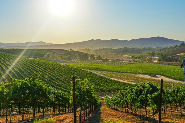 Temecula Wine Country Vineyards