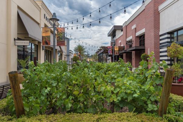 Promenade vineyard walk outside
