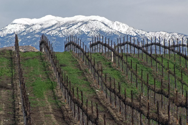Overhead shot of several vineyards at the beginning of the season with snowy mountains in the background