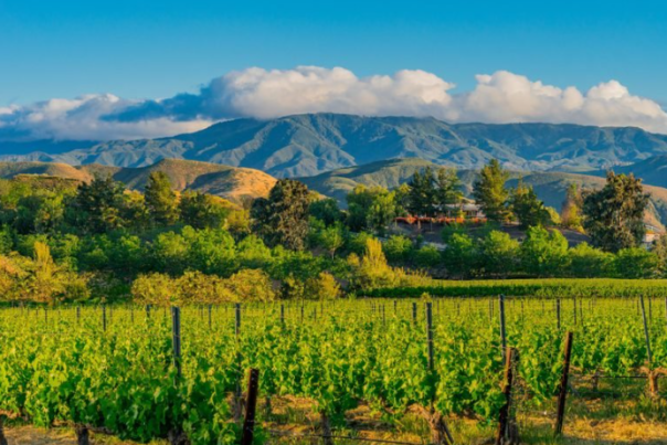 Landscape of Temecula Vineyards durinf the day, with the hills and blue skies in the background