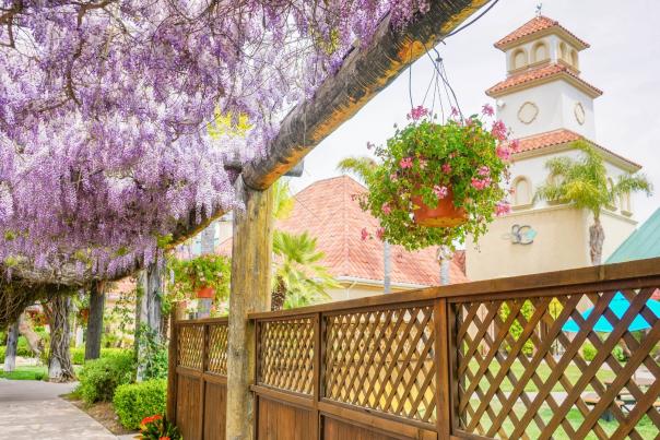 Wisteria blooms in Temecula Valley
