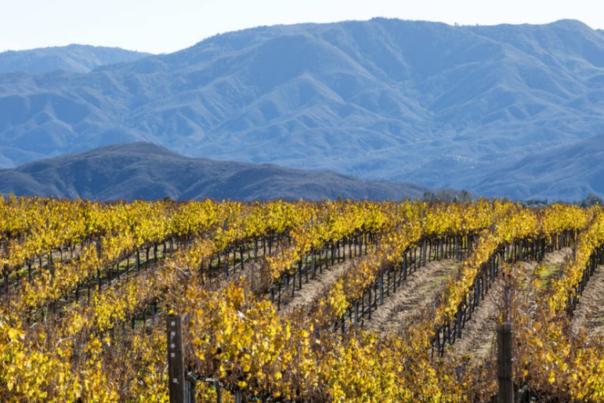 Lanscape of vineyards and the hills