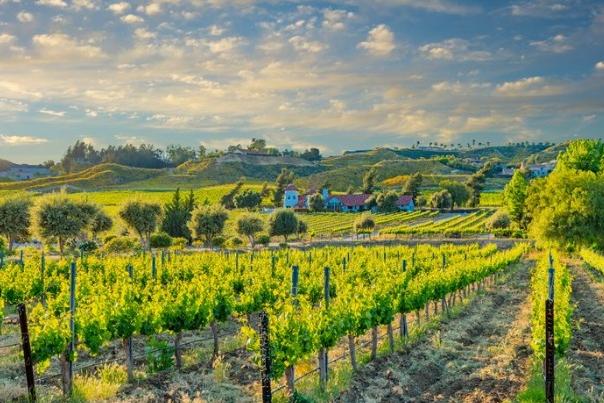 Temecula Valley vineyard at sunset