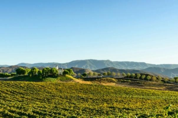 Landscape of rolling green hills and a vineyard