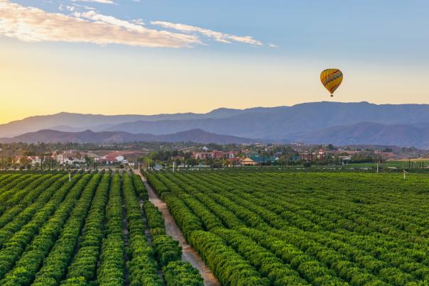 A Temecula vineyard at sunrise with a hot air balloon overhead