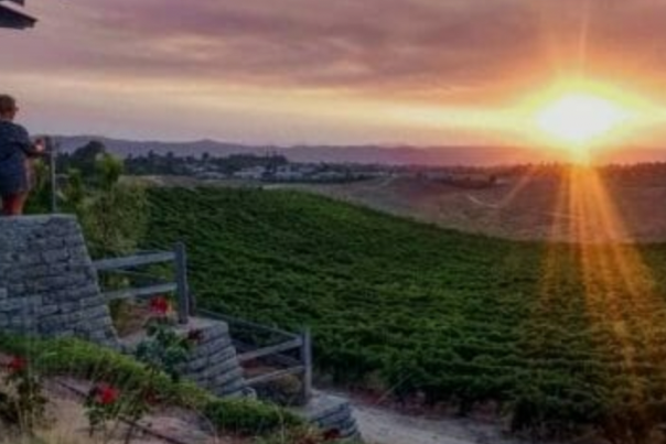 Sunset over the vineyards at Callaway Winery