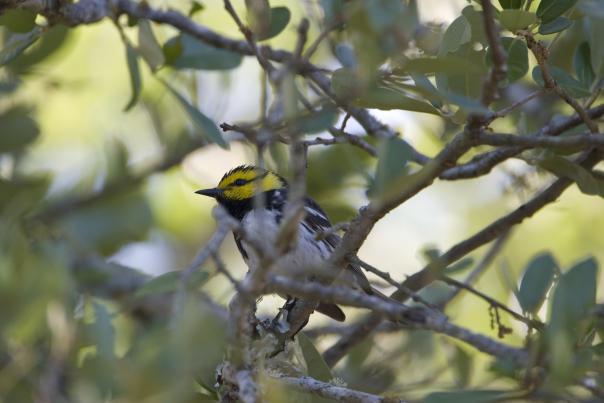 Golden Cheeked Warbler (Dripping Springs)