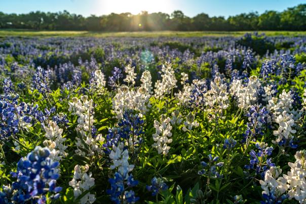 Muleshoe Bend Flowers