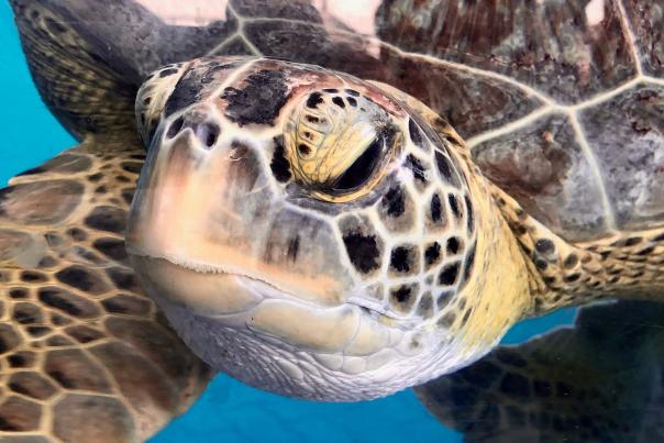 Sea Turtle-Wildlife-H