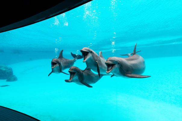 Texas State Aquarium_Dolphins