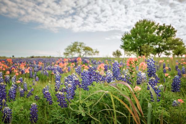 Texas wildflowers with blue sky 1000px