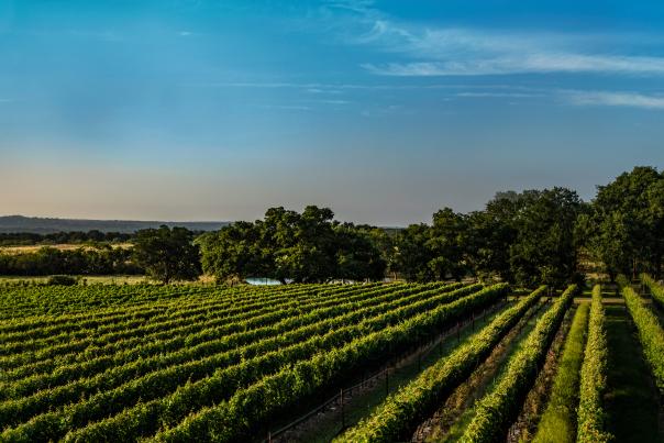 William Chris Vineyard-Fredericksburg-Wine