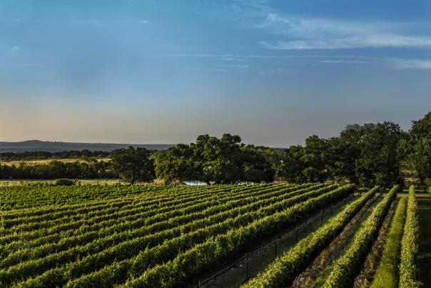 William Chris Vineyards_Fredericksburg