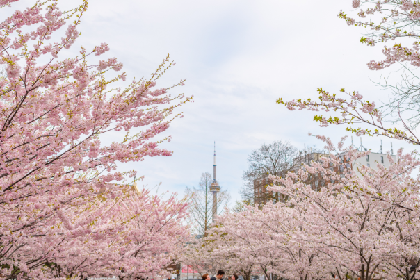 Cherry blossom trees with the CN Tower in the background