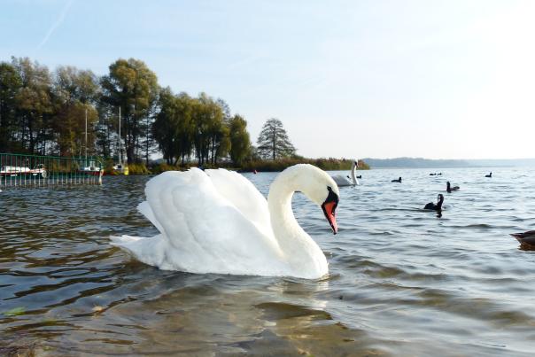 A swan on a lake