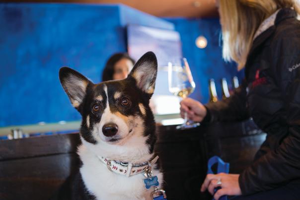 Dog and Wine