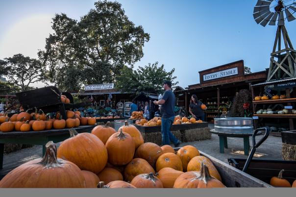 Jack Creek Farms Pumpkins