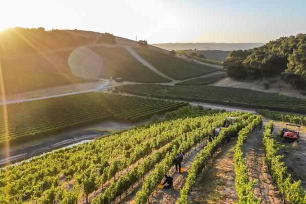 Vineyard Harvest