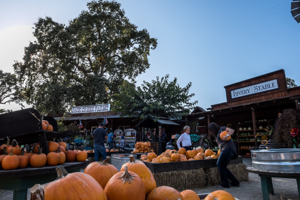 Jack Creek Farms Pumpkin Picking