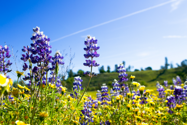 Wildflowers in Paso Robles