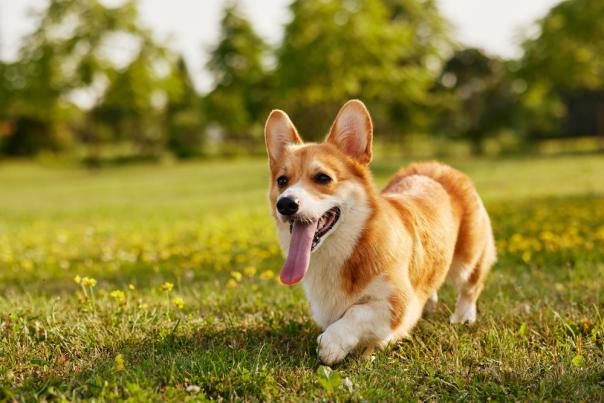 dog park