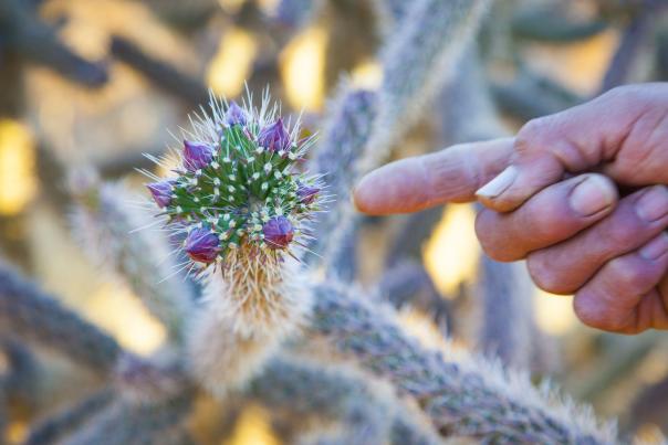 Cholla bud ready for harvest